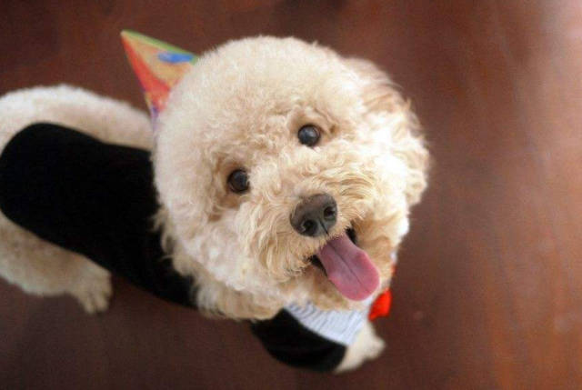 泰迪犬毛褪色怎么办,泰迪犬褪色怎么办