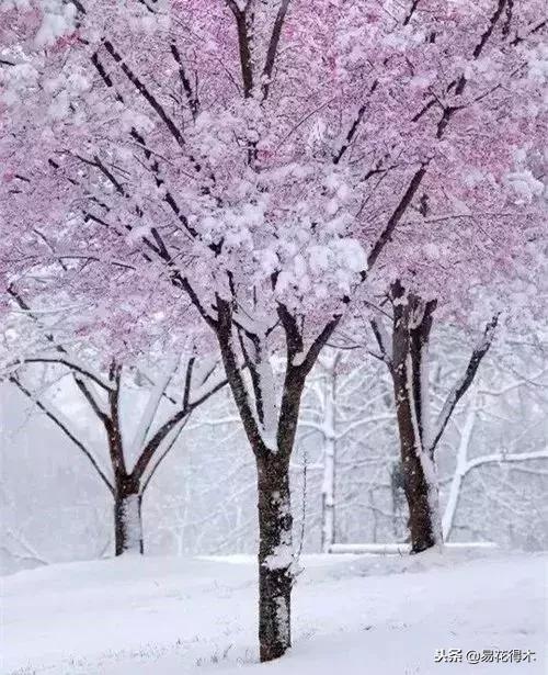 储存雪水浇花好不好,雪水浇花的好处及注意事项