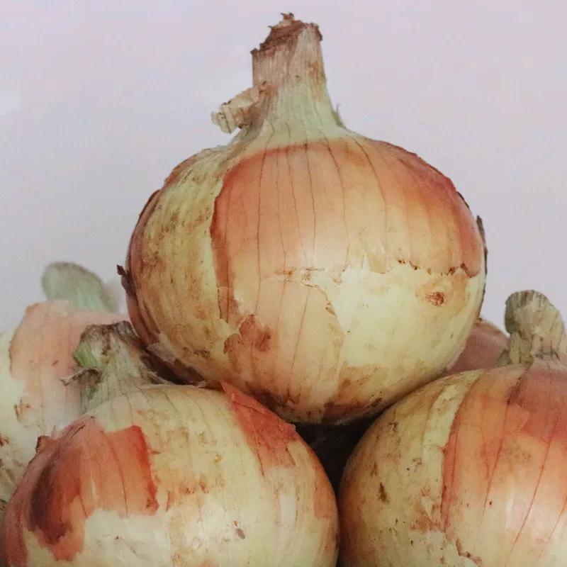 “太大了,立马下锅!”元谋出口级黄皮洋葱已到货,25万吨滞销洋葱等你来拼单!