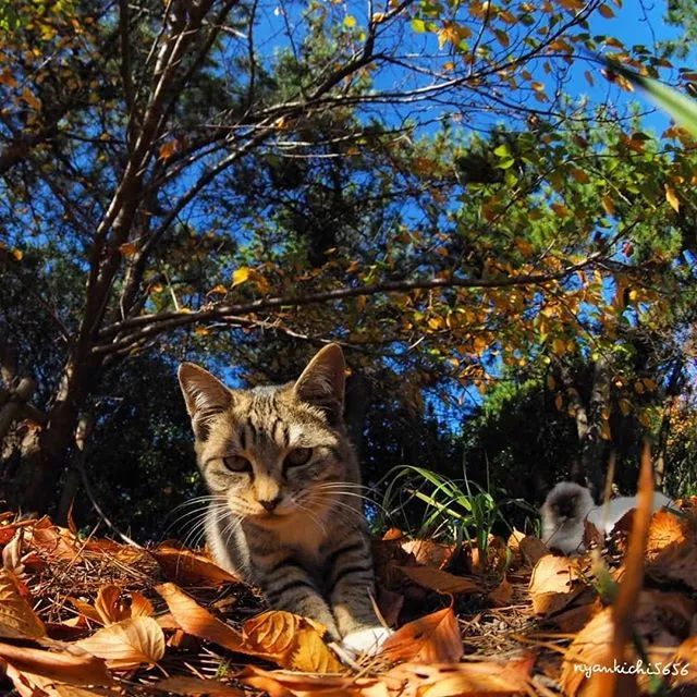 镜头下的猫视频,盘点那些可怜的流浪猫