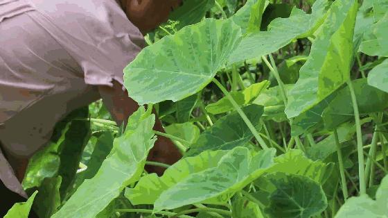 什么鱼没有刺还好吃适合做酸汤鱼,不去鱼鳞的酸汤鱼