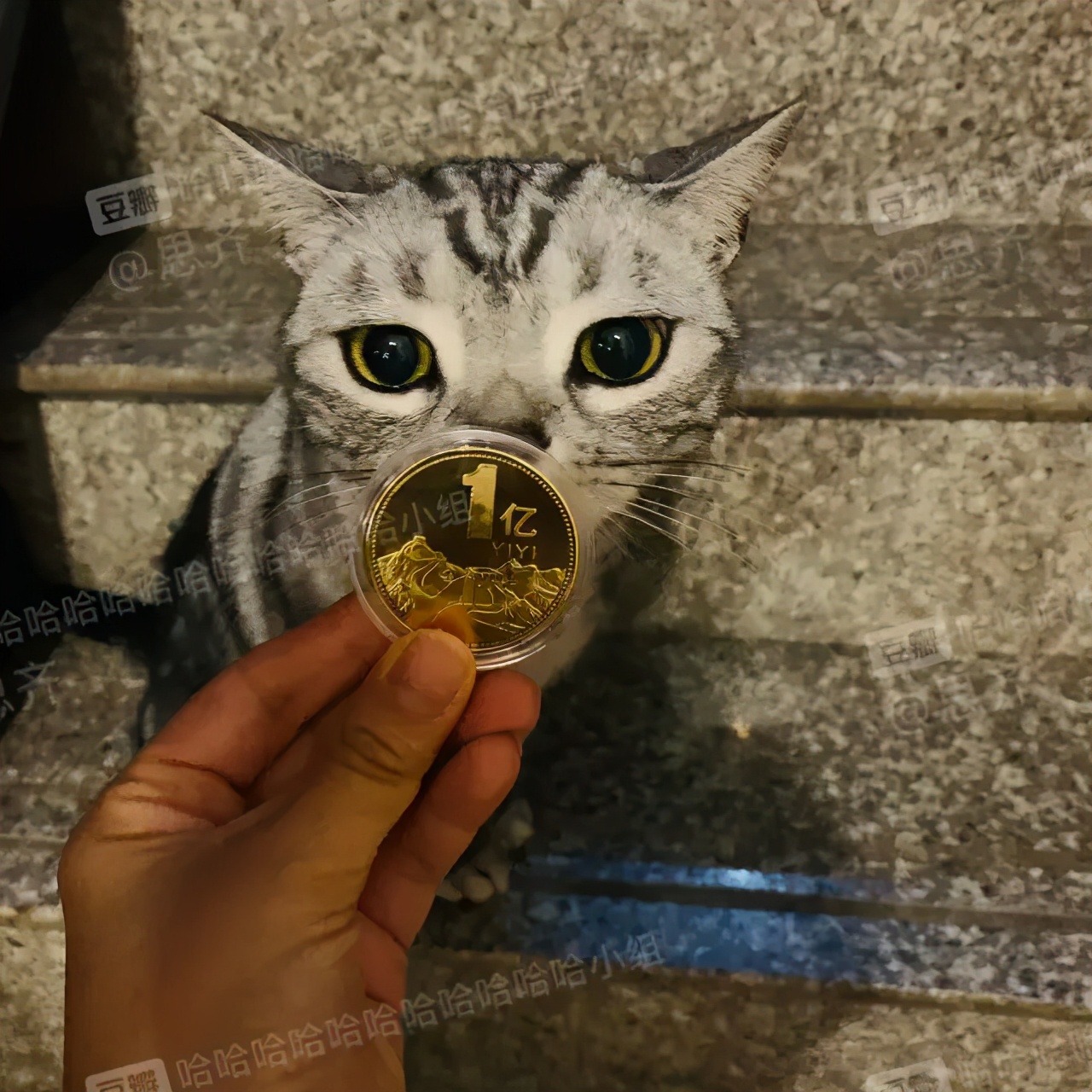 哈哈哈哈哈我笑到我家的狗偷开邻居家的车送我去精神病院