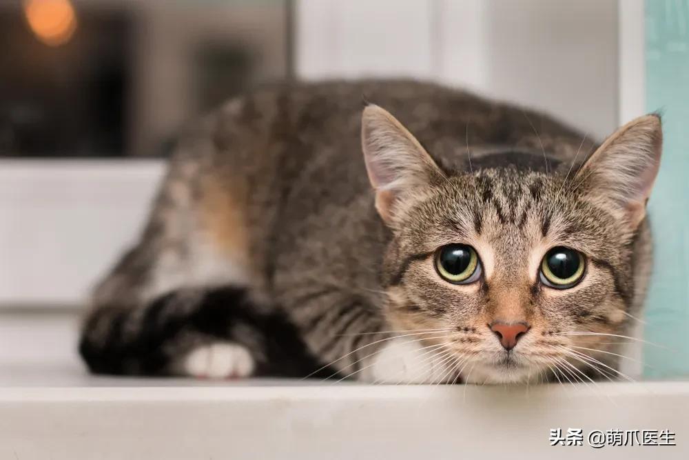 猫突然喜欢咬东西,怎么改掉猫吃猫砂的毛病