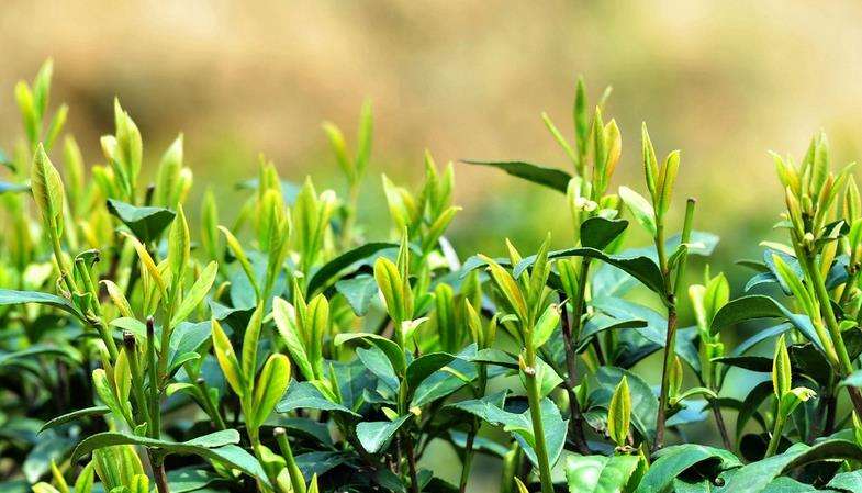 茶叶水分测定最新版,茶叶水分检测详细步骤视频