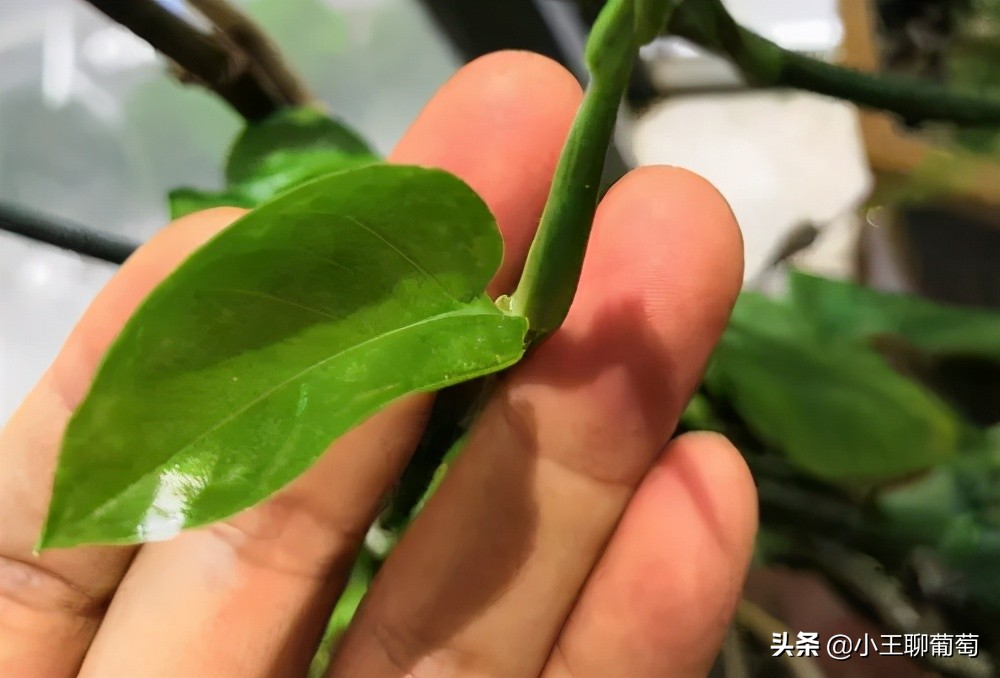 磷酸二氢钾假货是肥效不够吗,假的磷酸二氢钾纯度99和98的区别