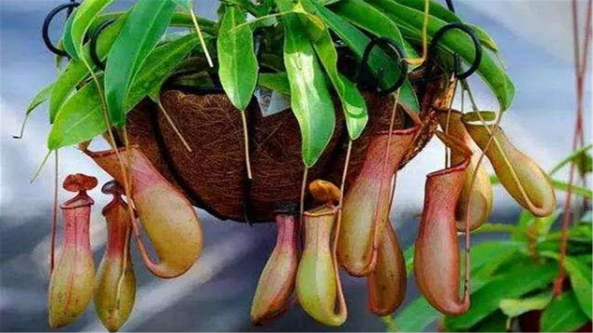 养花经常在土里遇到的害虫有哪些,养花不生虫害的植物