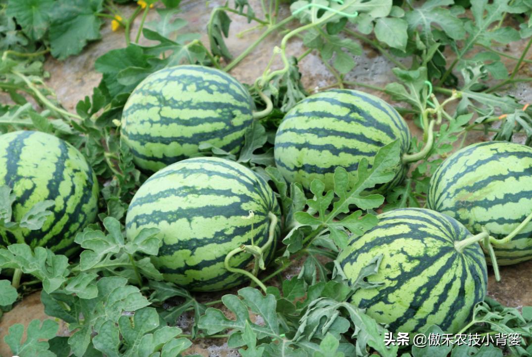 甜王西瓜种植全套技术,金纯甜王西瓜种植前景