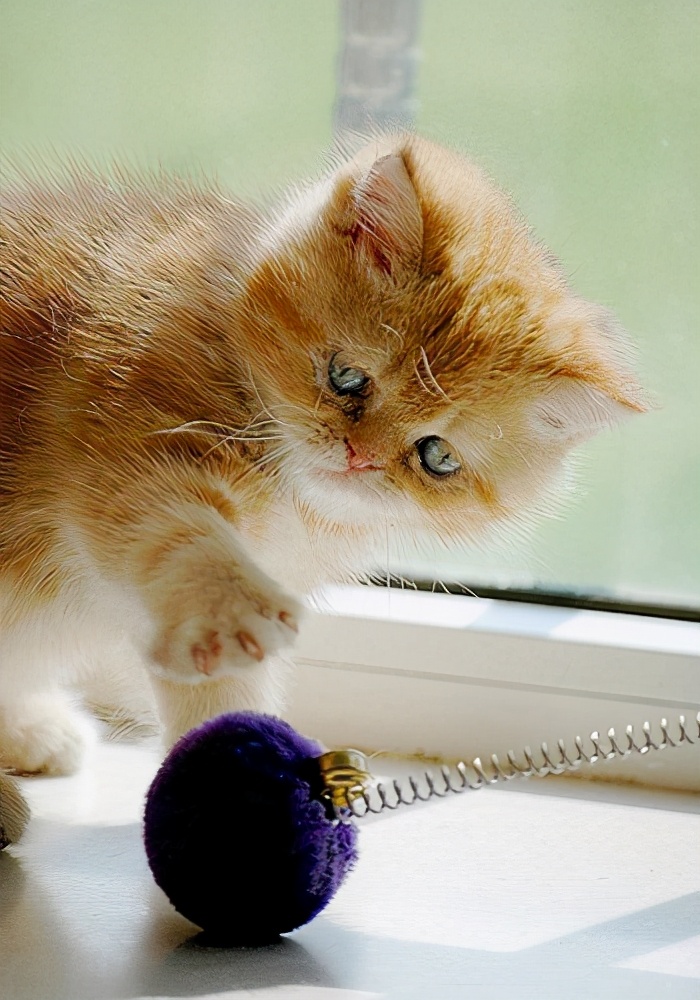 猫咪发出咕噜的声音摇尾巴,猫咪摇尾巴的表达方式