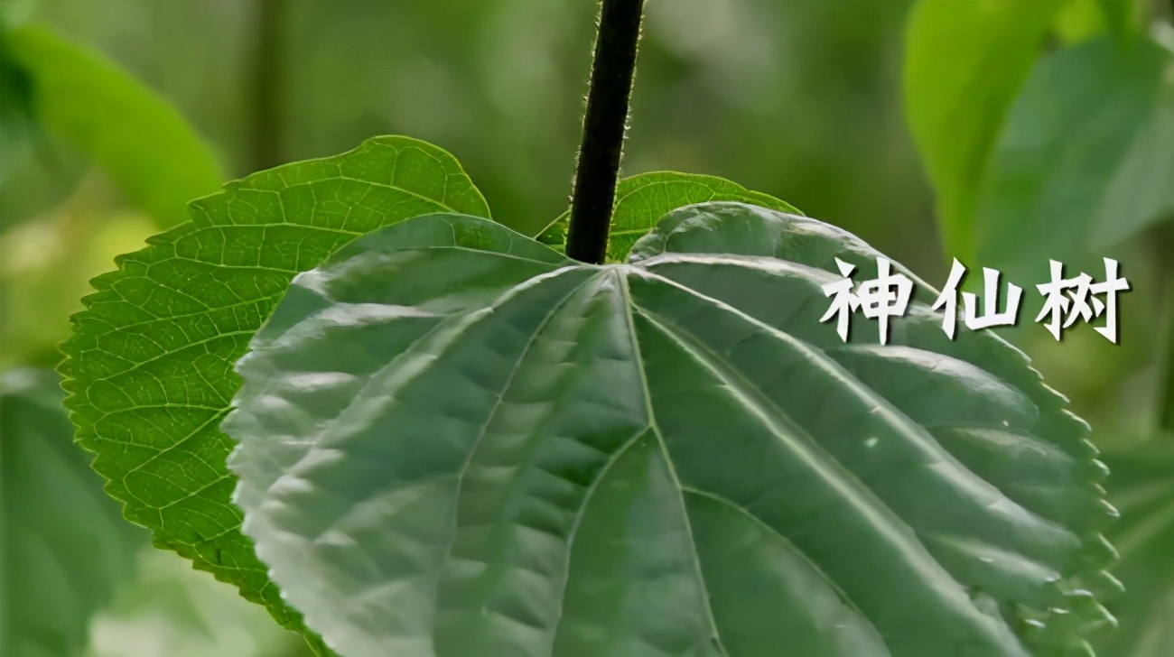 扎根大山，重庆小伙“一碗凉粉”卖出千万销售额，央视连续4年帮忙“打广告”！