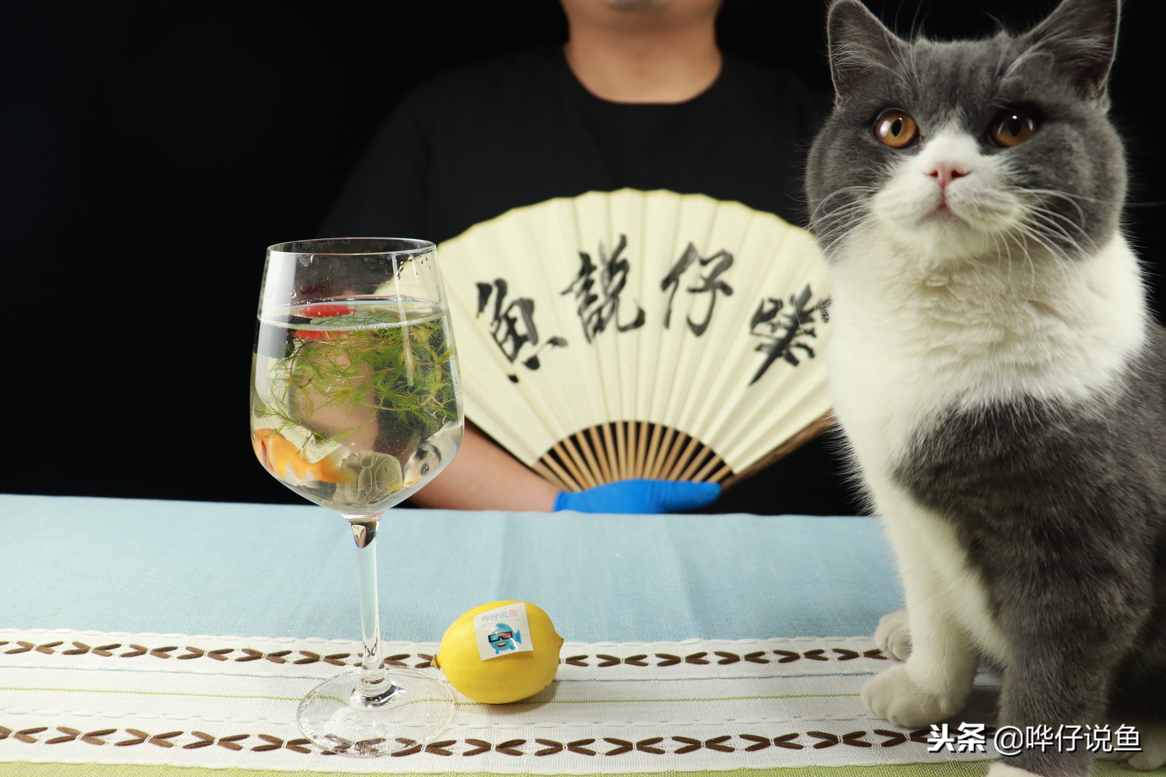 养鱼水浑常用水质清澈剂有害不,养鱼时怎么保持水质清澈