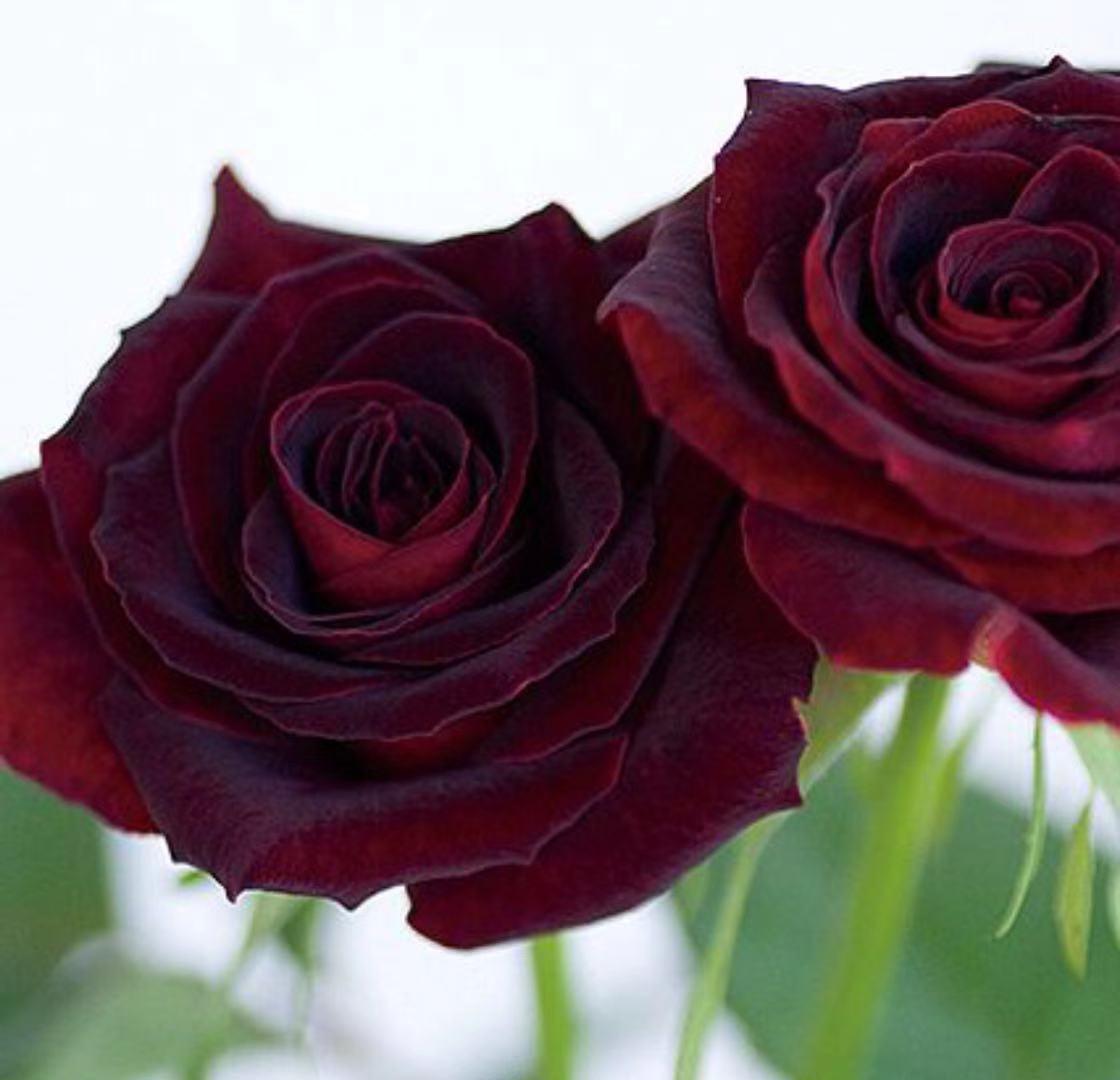 草莓长在树上好看吗,草莓是生命力顽强的植物