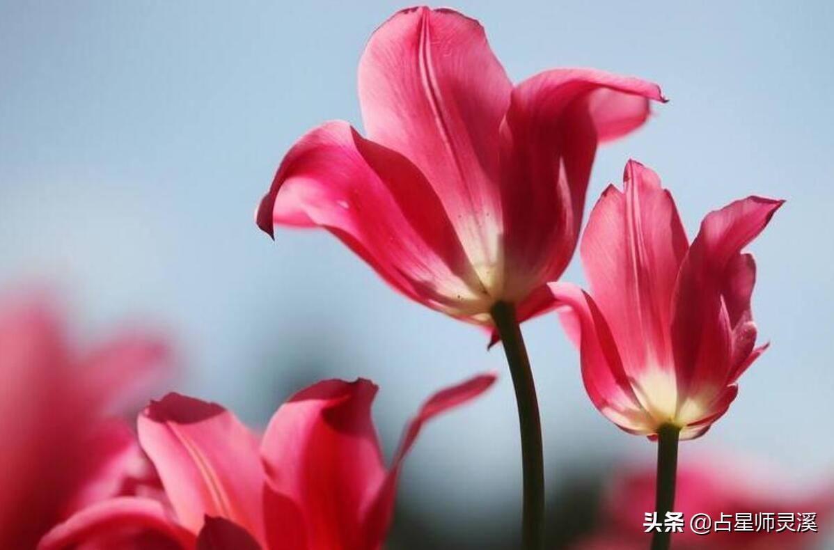 一月份哪些星座运气暴涨,下半年好运一波接一波的星座