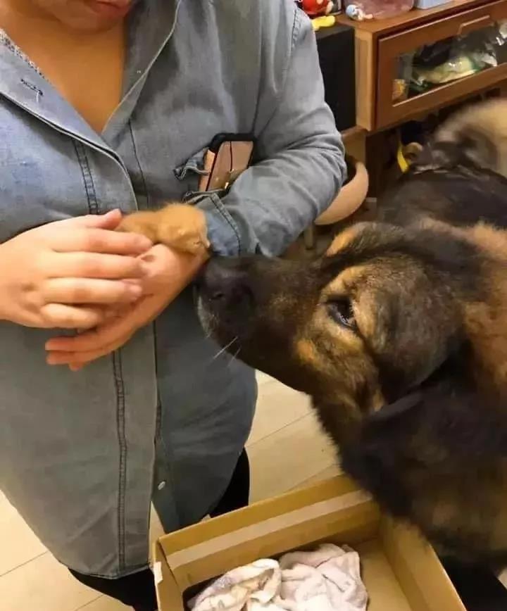 突然到访的小奶猫,没想到居然让高加索展示出了另外一面!超暖心