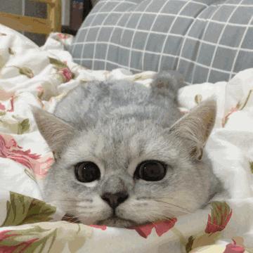 猫咪的八种习性图片,猫咪的七种性格