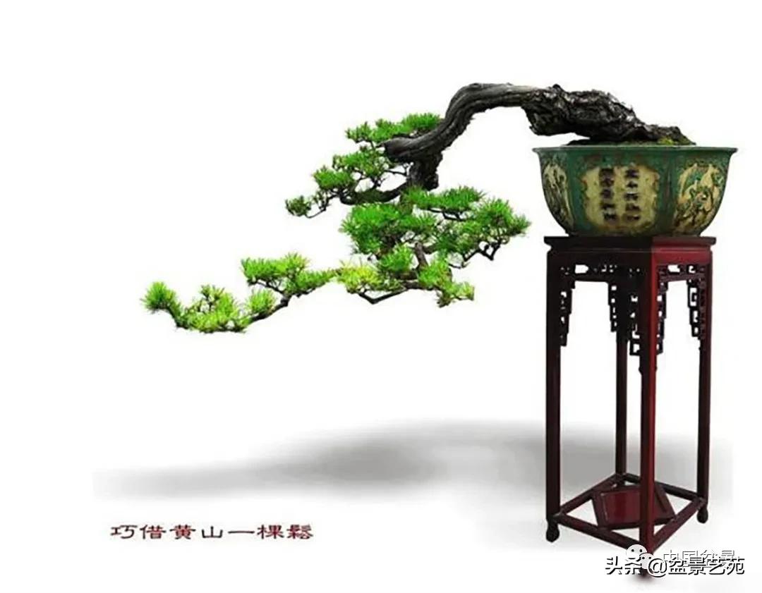 老树桩的造形特征有哪些,论述树桩盆景主要流派的艺术特点