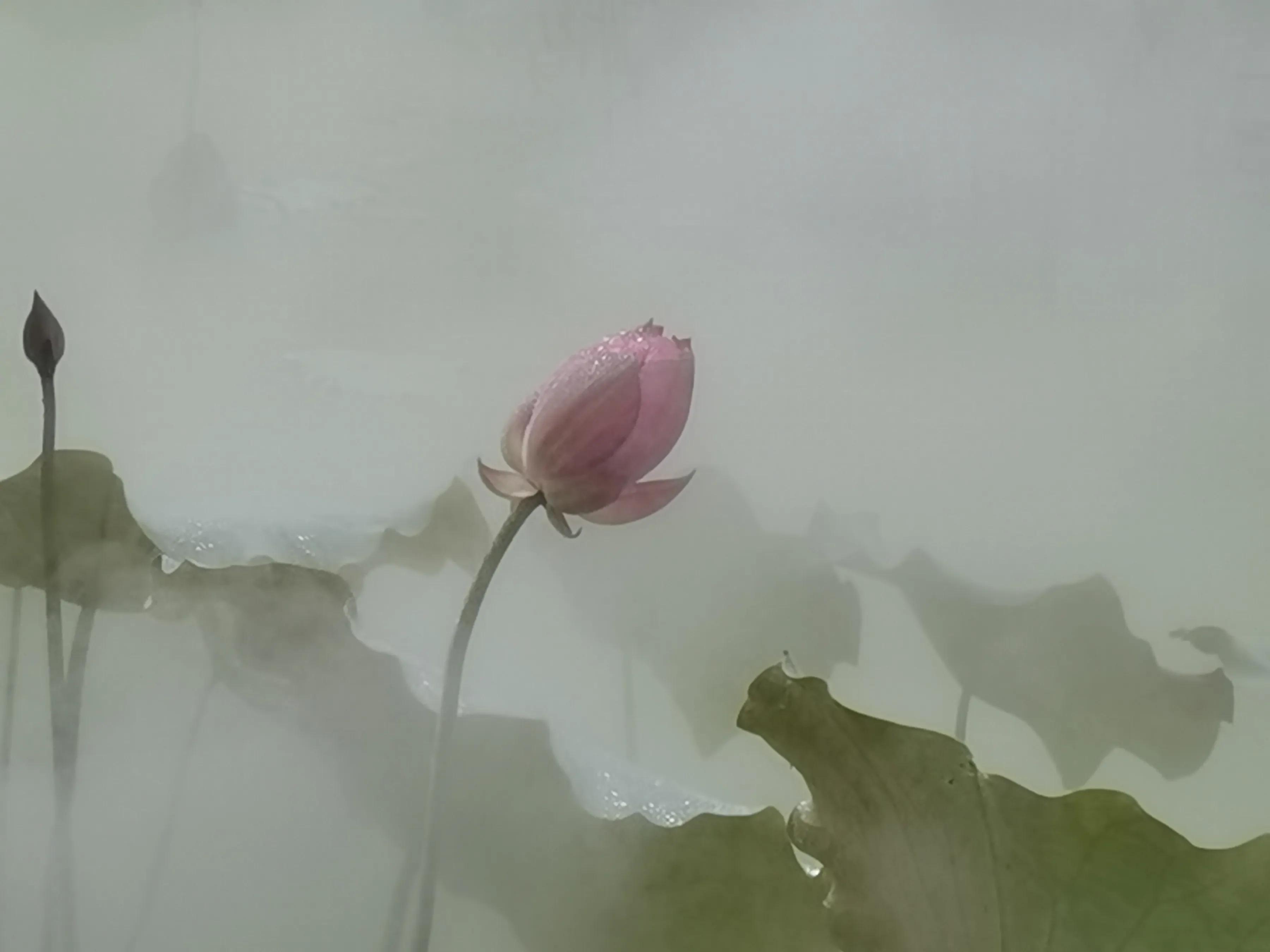 手机摄影手册圈友作品选第5期,手拍世界摄影交流平台