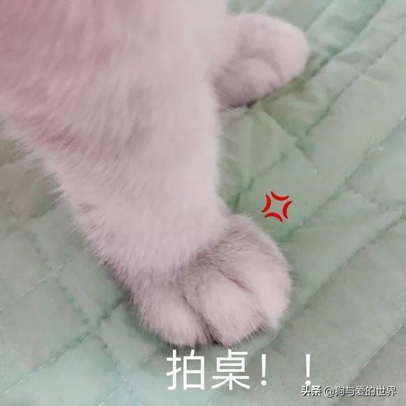 猫猫为什么喜欢躲在暗处扑人,猫猫为什么把爪子藏起来