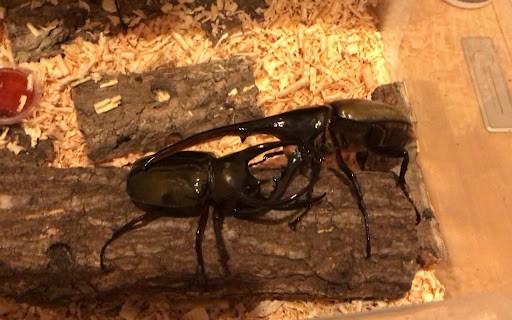 长戟大兜虫为什么淘宝上还能卖,长戟大兜虫中国养违法吗