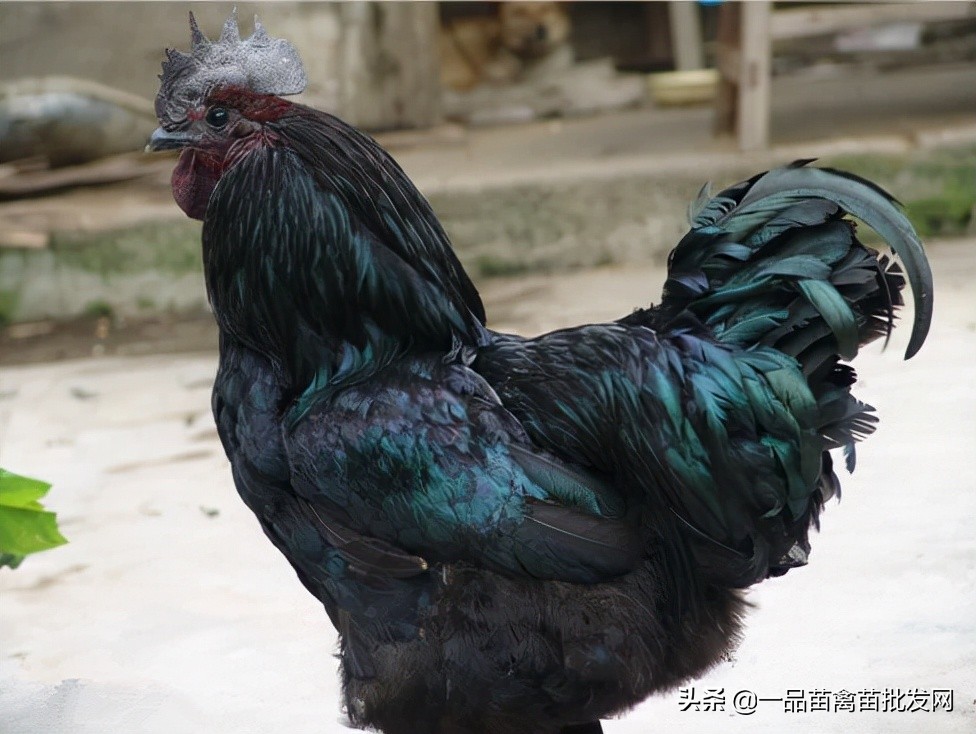 养殖黑乌骨鸡,什么乌骨鸡最好养