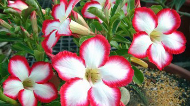 沙漠玫瑰叶子枯一半,沙漠玫瑰开完花了光秃秃怎么办