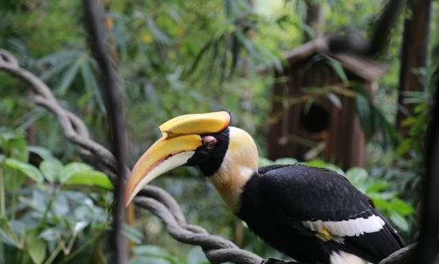 广州长隆四天三晚旅游推荐,4天去广州长隆和珠海看海怎么玩
