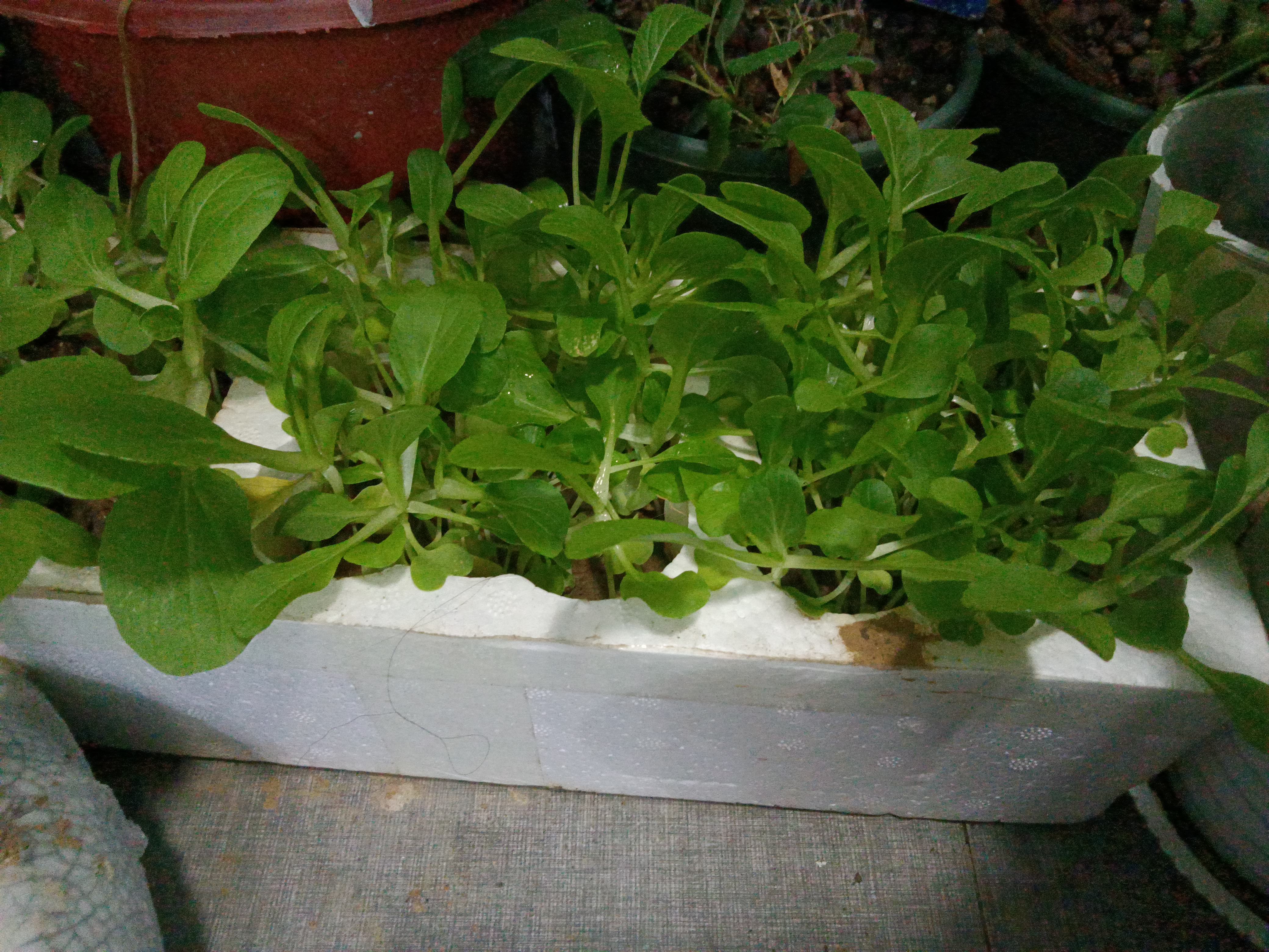 阳台种菜自制营养土最简单方法,营养土阳台种菜方法有哪些