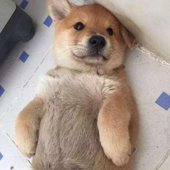 为什么说狗招财猫招灾,哪种狗最驱邪镇宅