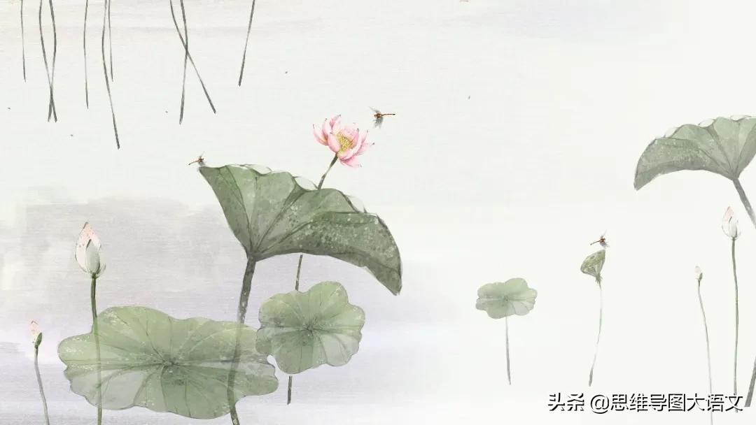 描写荷花的句子优美诗句,描写荷花的作文300字三年级的