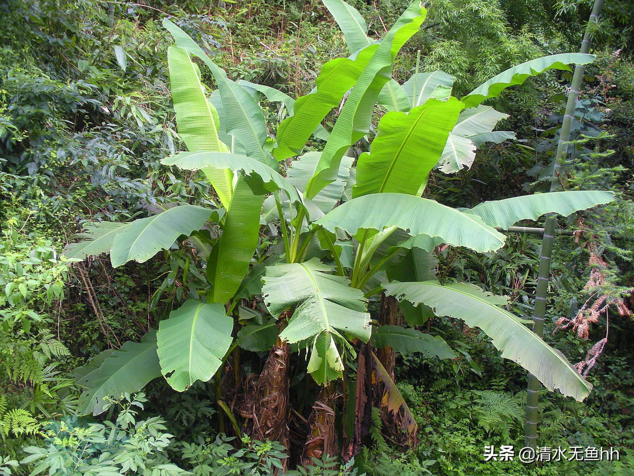 铜钹山九仙湖简介,铜钹山九仙湖几级景区