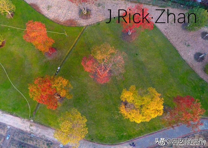 怎么种植草坪不长杂草,如何养好草坪