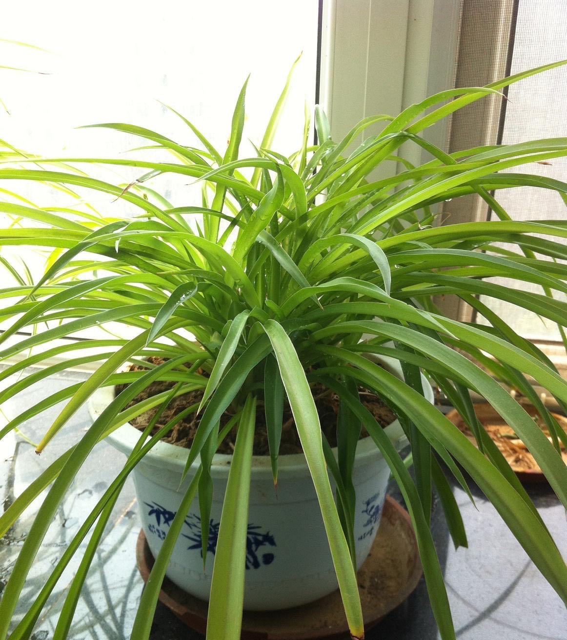 吊兰黄叶干尖怎么回事,吊兰干尖黄叶怎么办