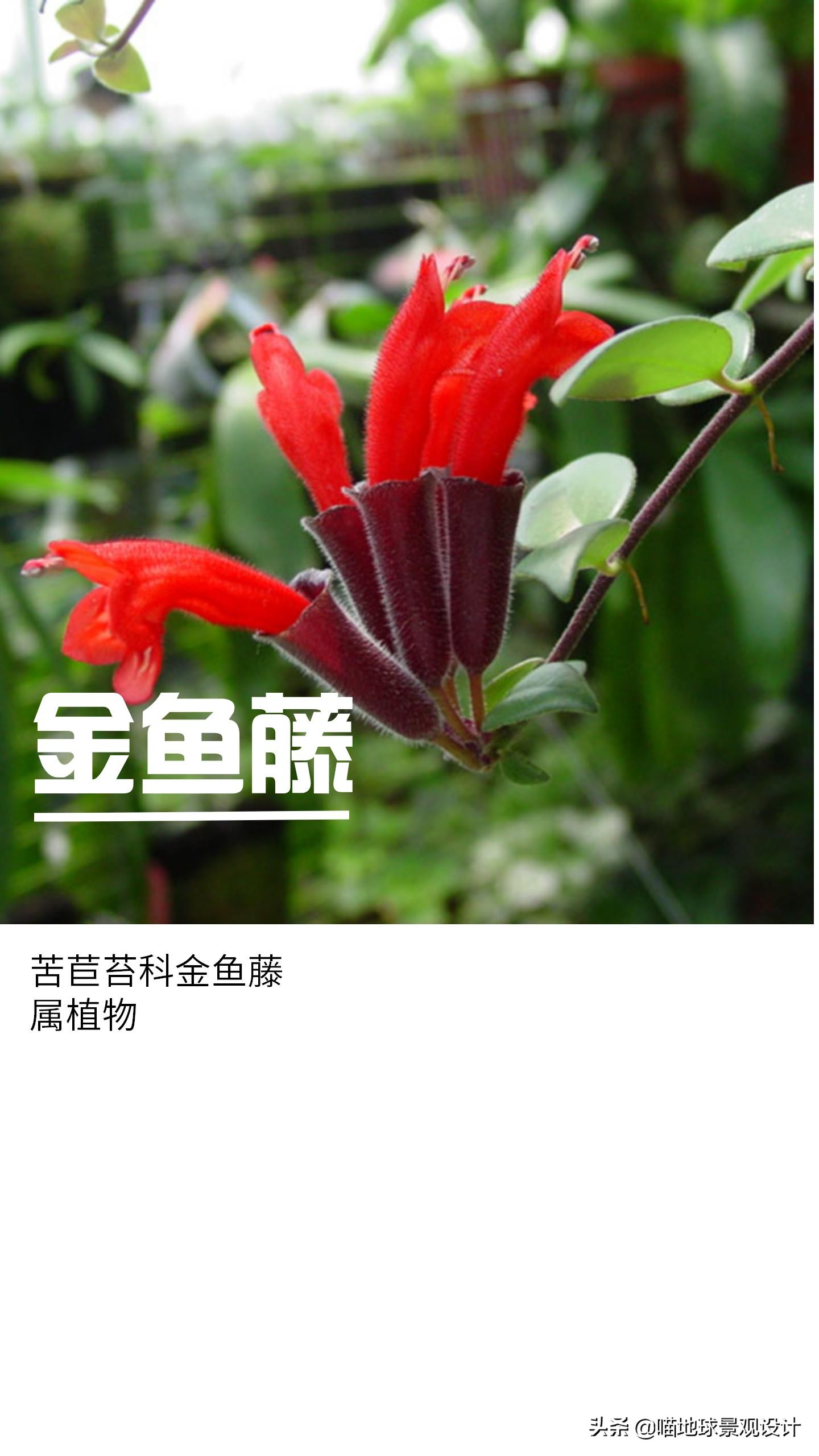 意大利常见的爬藤植物,25种爬藤植物