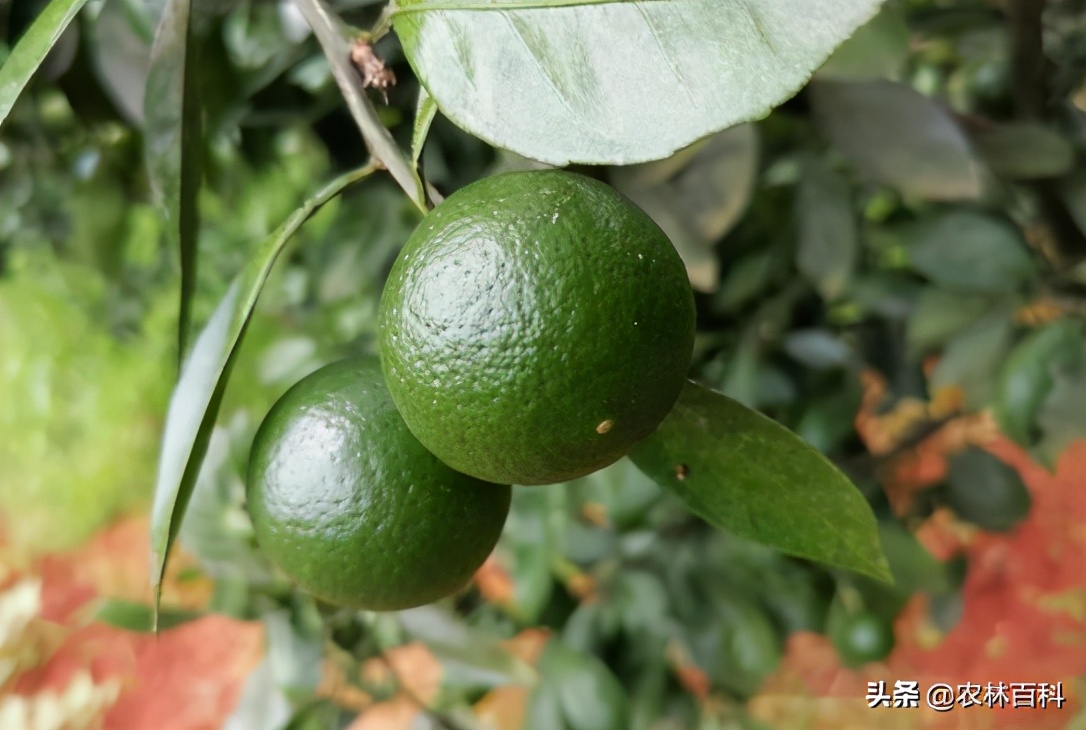 柑橘缺镁缺锌症状区别图片,柑橘缺锌导致叶子黄怎么办