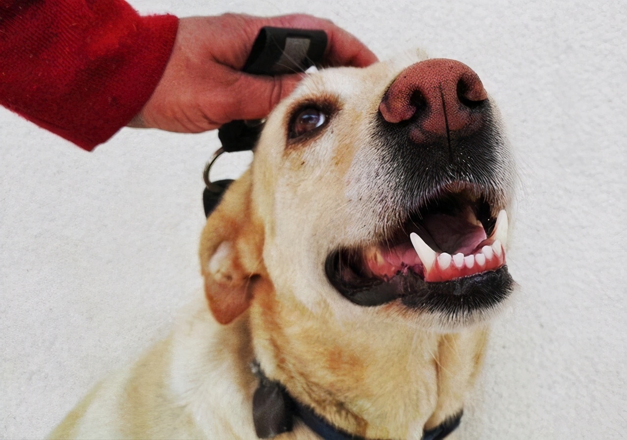 拉布拉多犬的优点和缺点家养犬,拉布拉多和金毛的优点和缺点