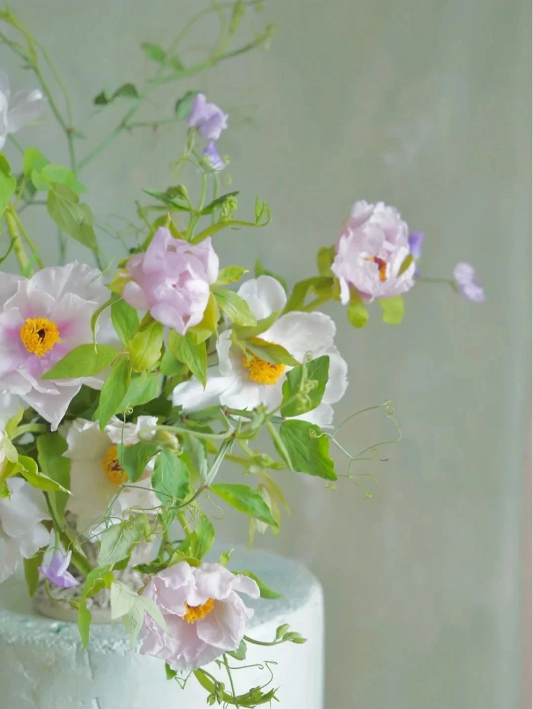 植库‖跟随仙气飘飘的油牡丹，追寻春天的步伐