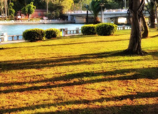 鸽群飞翔视频大全,鸽群飞翔视频