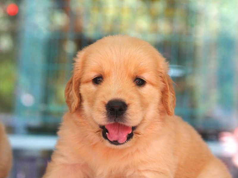 选金毛需要看父母么,怎么判断金毛犬的好坏