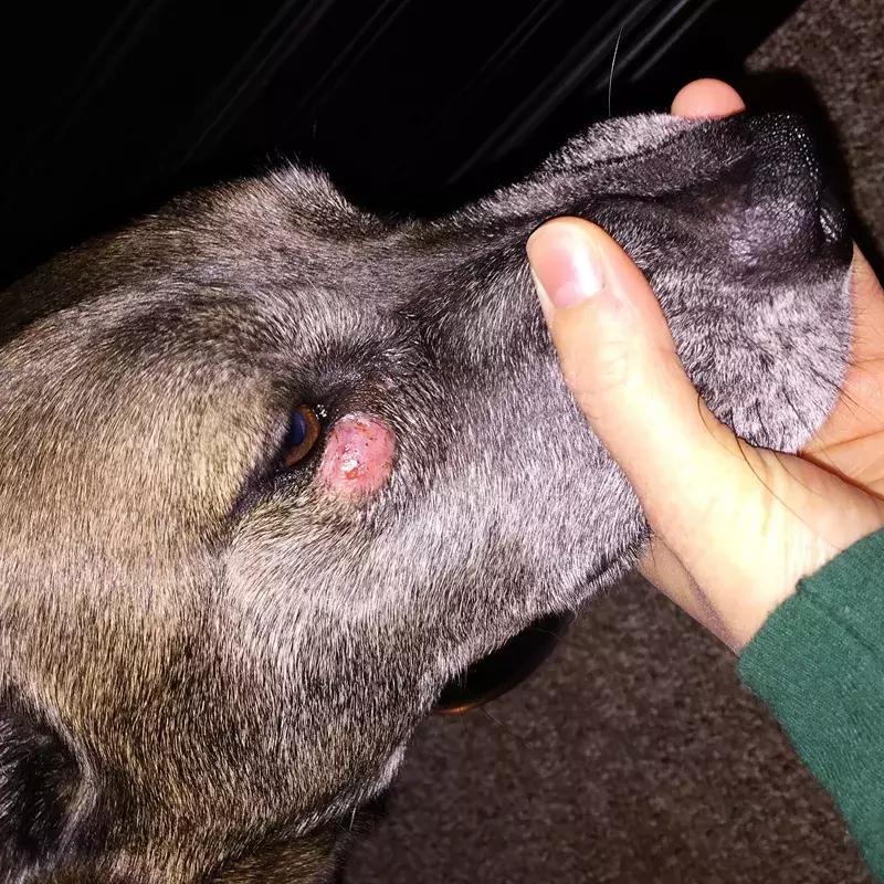 狗狗两腿内侧突然起红疹,狗狗身上起红疹用什么药