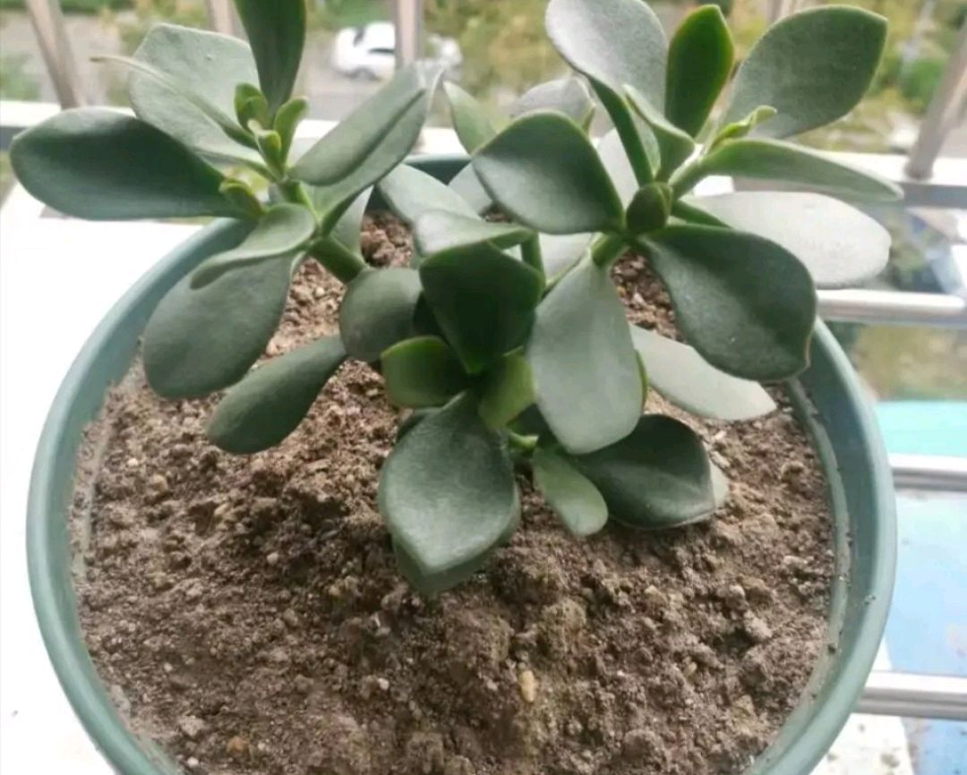 玉树叶子发黄的原因有这5点,合理养护可使其叶子绿得油光发亮