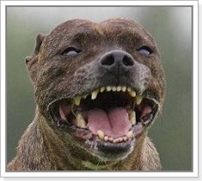 如何防止恶犬咬人,恶犬咬人如何处理