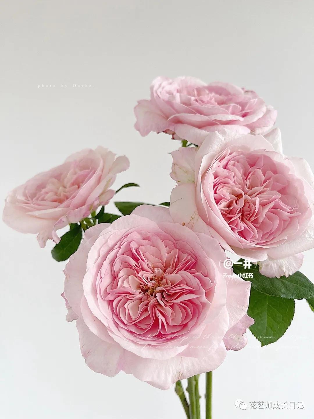 五号香水玫瑰花,100朵粉色玫瑰