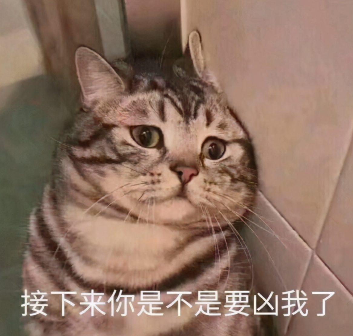女孩儿养猫十天变秃头,养猫怎么防止得猫癣