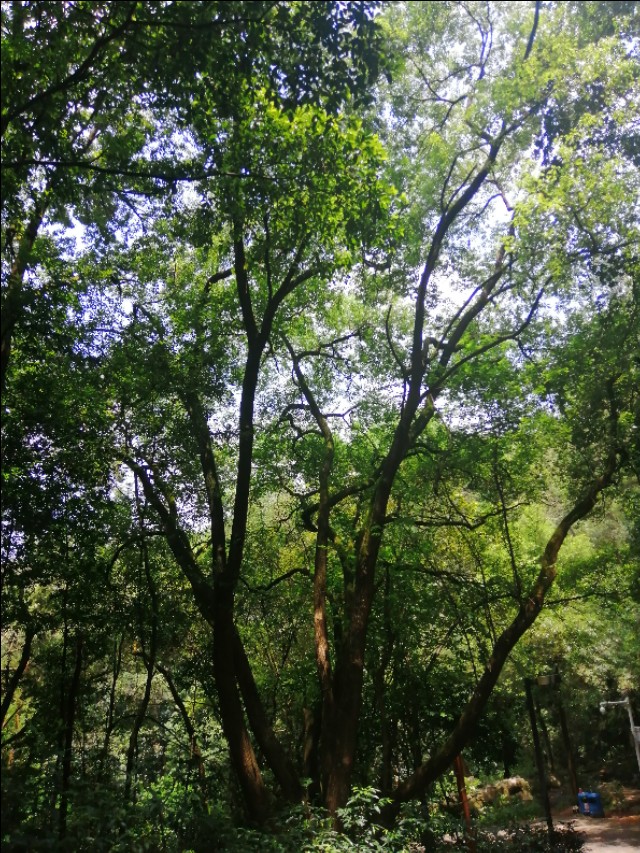 东莞旗峰公园掠影,东莞旗峰公园大体俯视图片