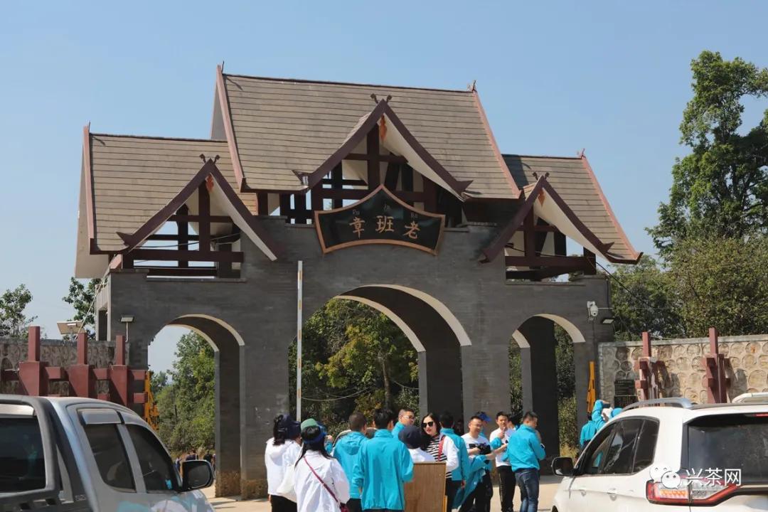 老班章古树冰岛春茶生茶,云南100种山头春茶价格表