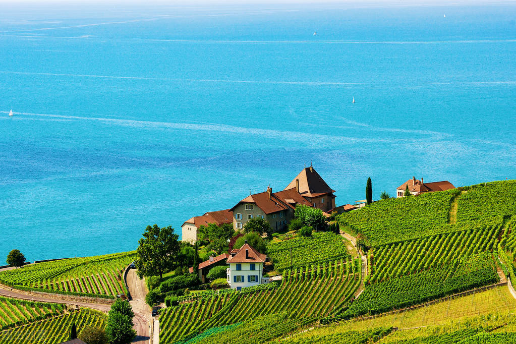 探秘酿酒,拉图酒庄有哪些葡萄酒