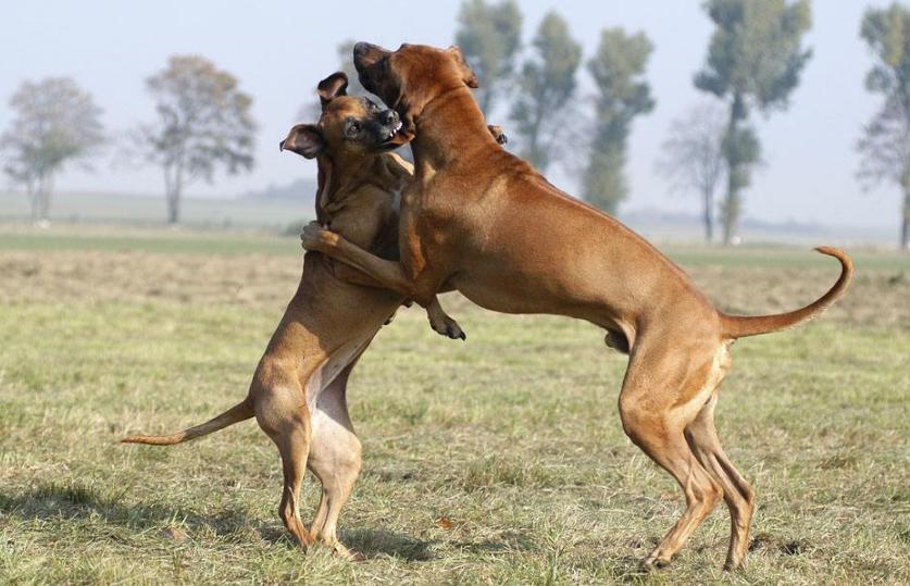 狗被其他狗咬了立马打狂犬有用吗,狗咬了怎么办如何治疗