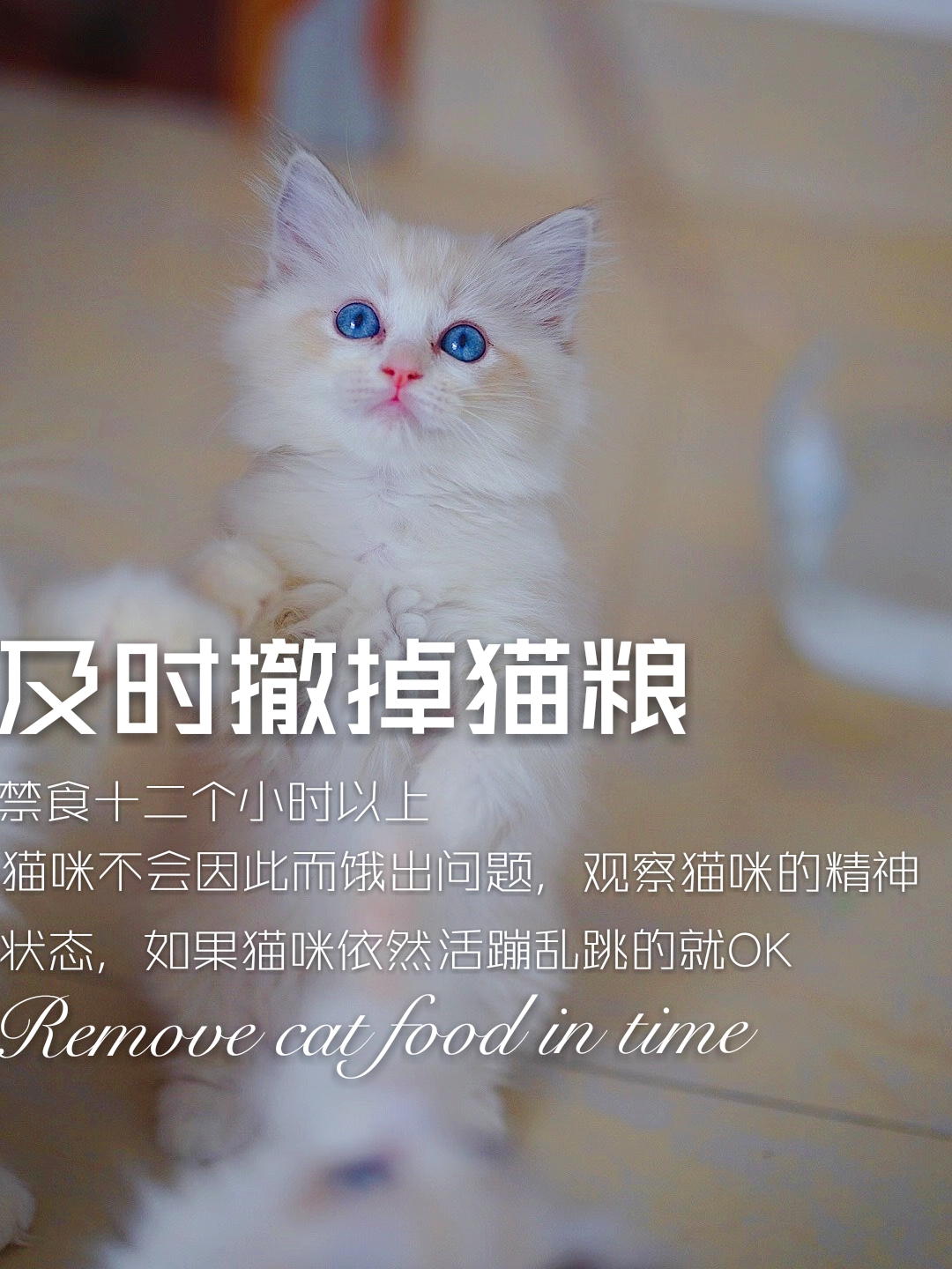 幼猫拉稀可以用氟哌酸吗,幼猫拉稀吃土霉素