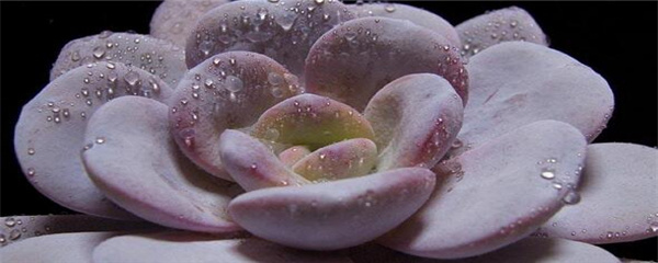 雪莲多肉怎么养护,多肉雪莲怎么养护