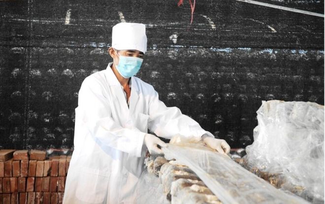 羊肚菌种植栽培技术视频教程（完整版）