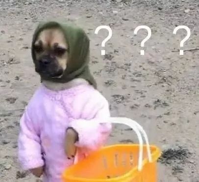 360度“云吸猫”?日本这家猫咪商店简直爱了